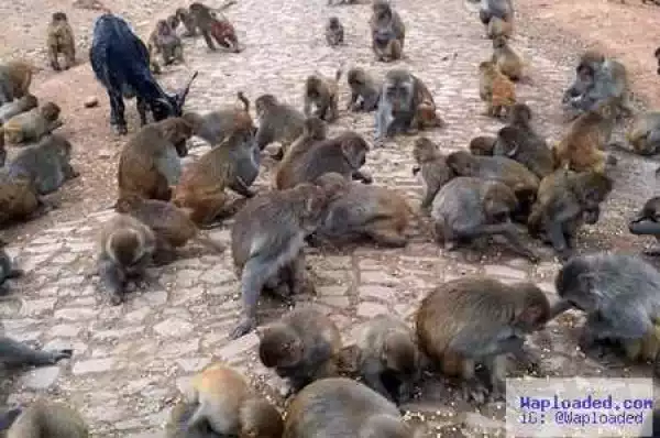 See the Village Where Hundreds of Wild Monkeys are Currently Waging War on Human Beings (Photos)